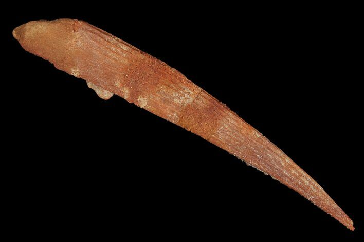 Fossil Shark (Hybodus) Dorsal Spine - Morocco #106515